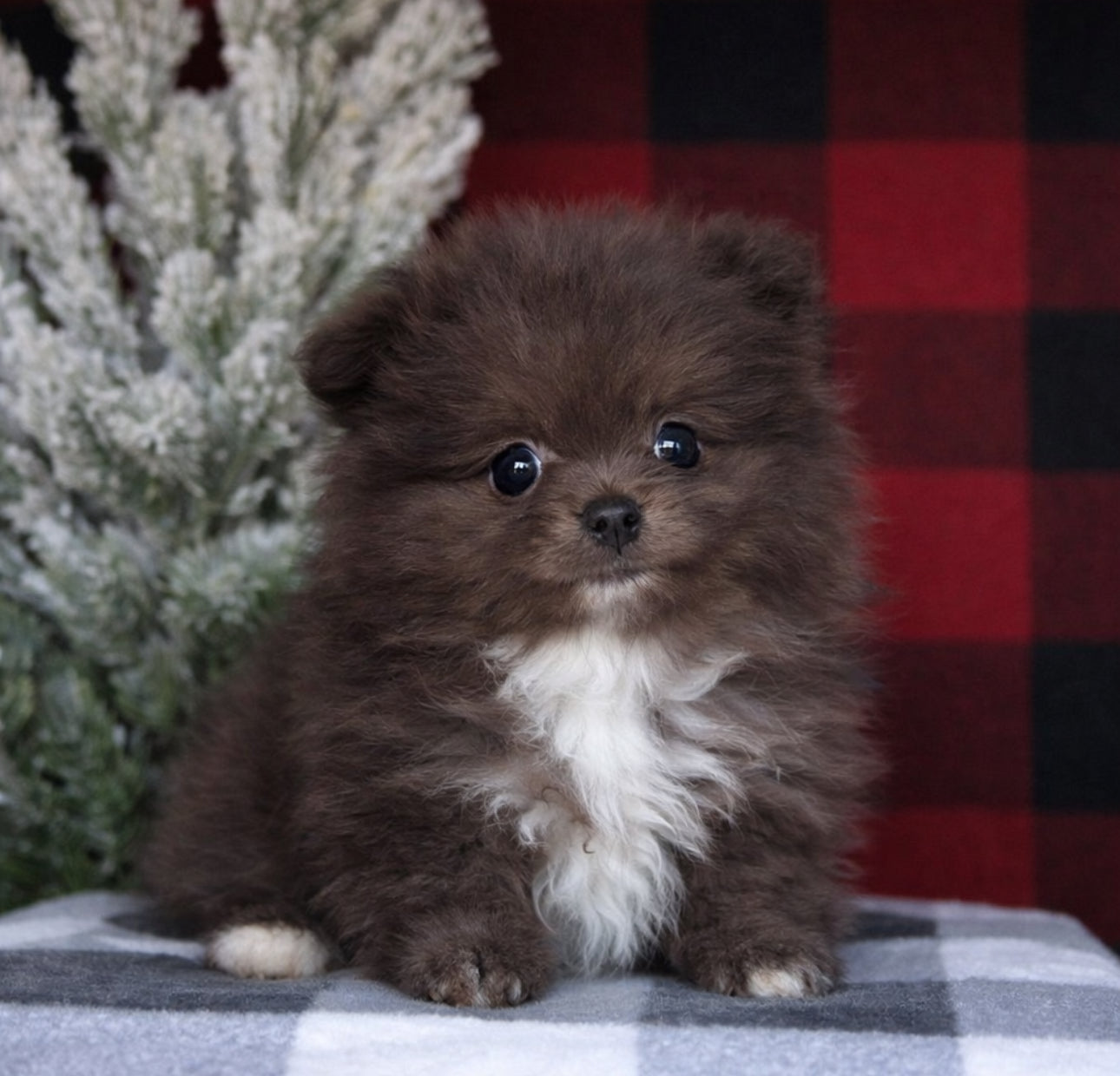 Teacup Pomeranian