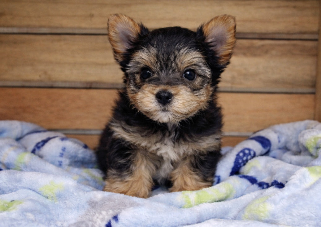 Available NOW - Teacup Yorkie