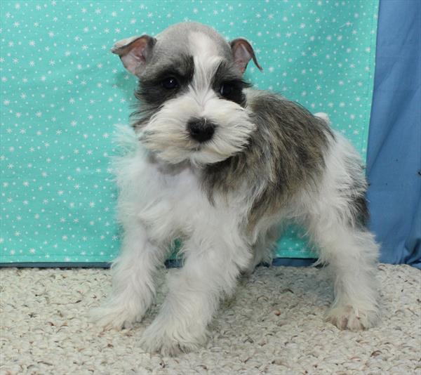 Mini Schnauzer