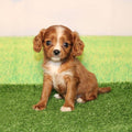 CavaPoo