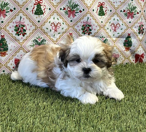 Available NOW- Maltese / ShihTzu