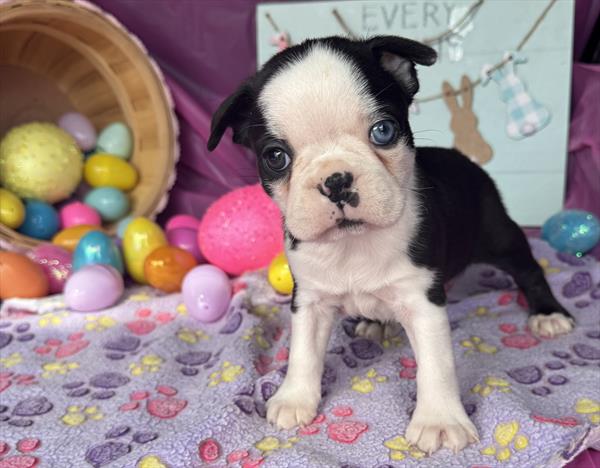 Boston Terrier - Available 04/14/26
